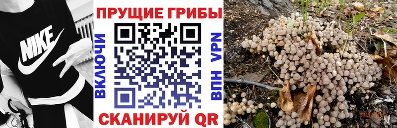 Купить  Удачный  Галлюциногенные грибы Psilocybe 